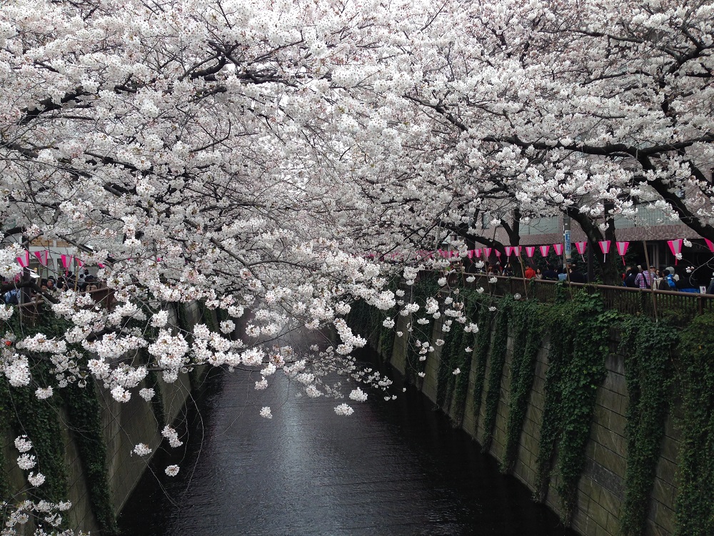 2016年の目黒川桜