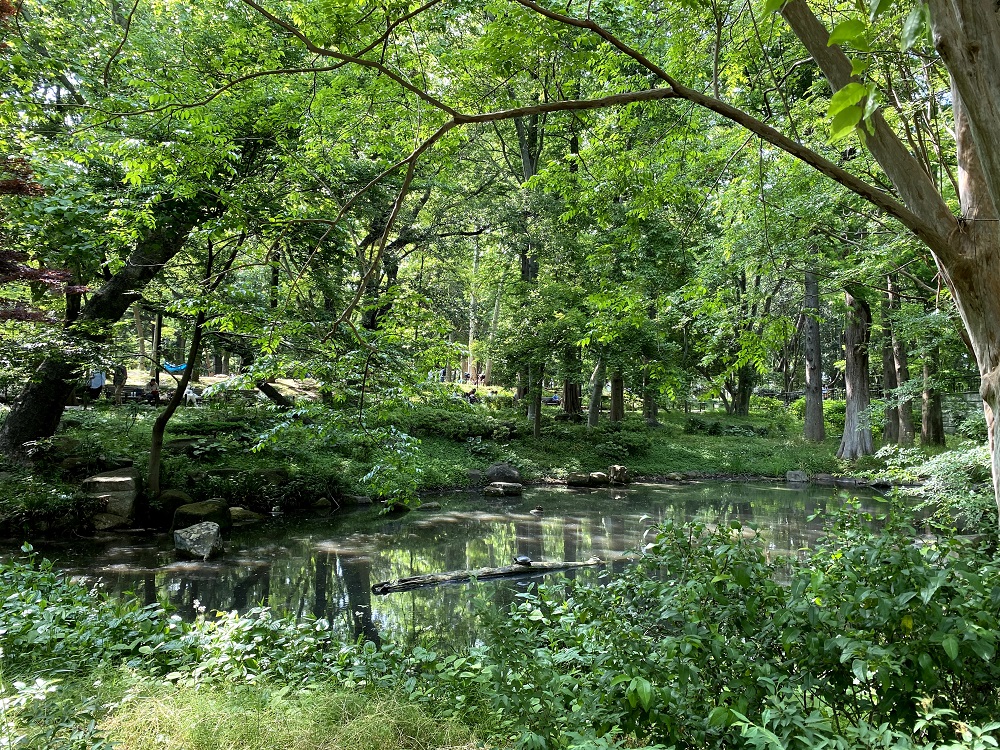 林試の森の池