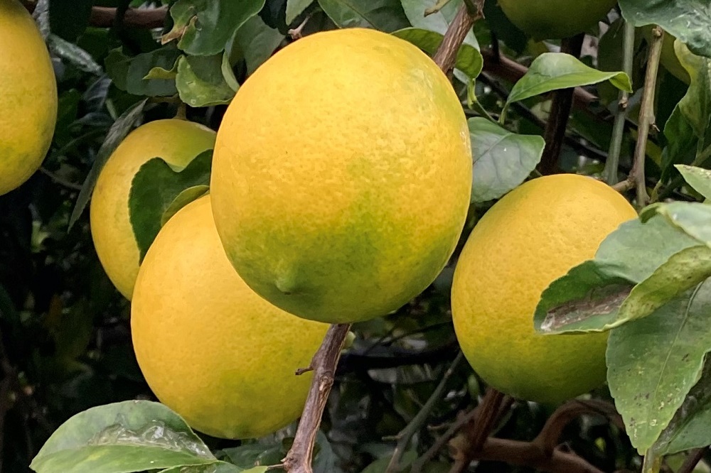 八丈島でのみ栽培されている八丈フルーツレモン
