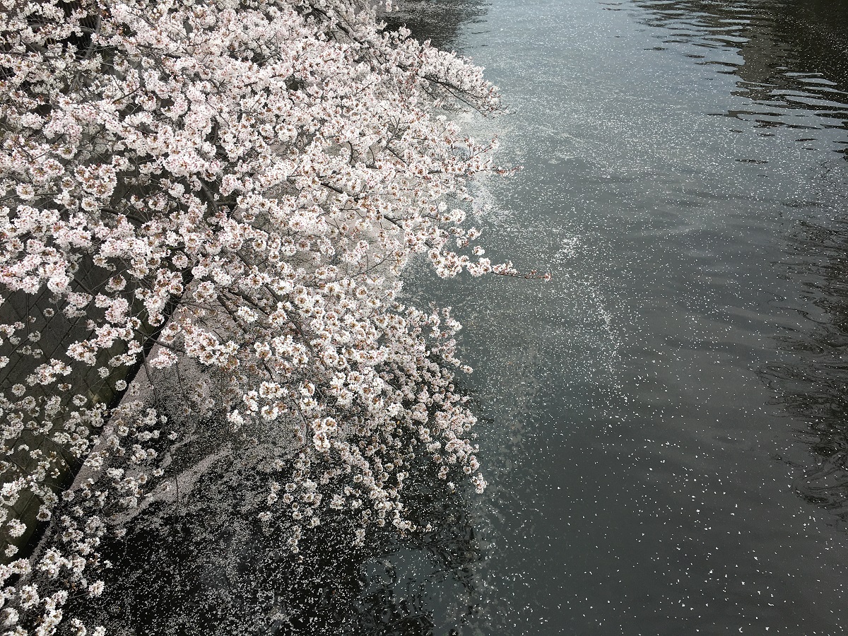 2021年撮影・目黒川の桜