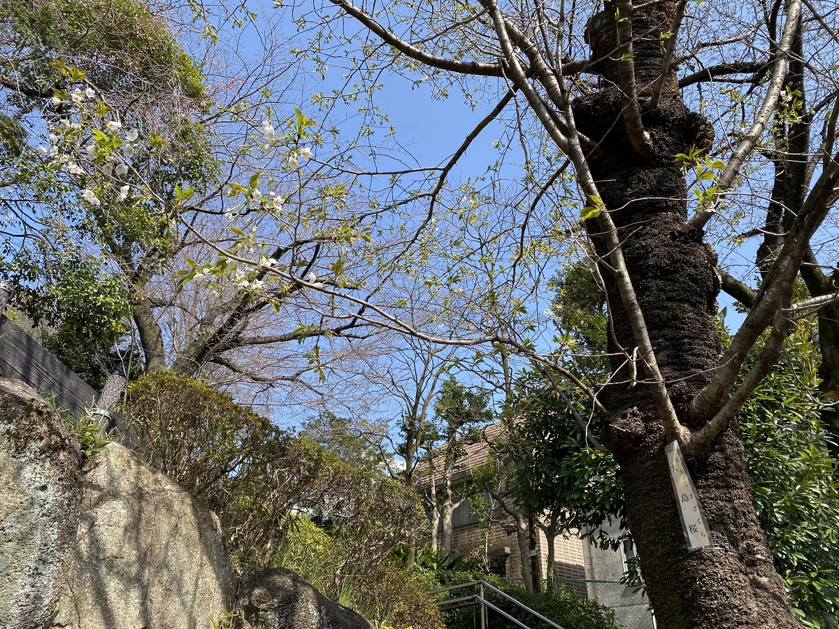 菅刈住区センター側の大島桜