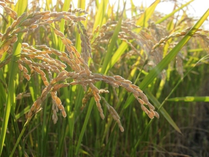 ギョニギリのお米は特別栽培米