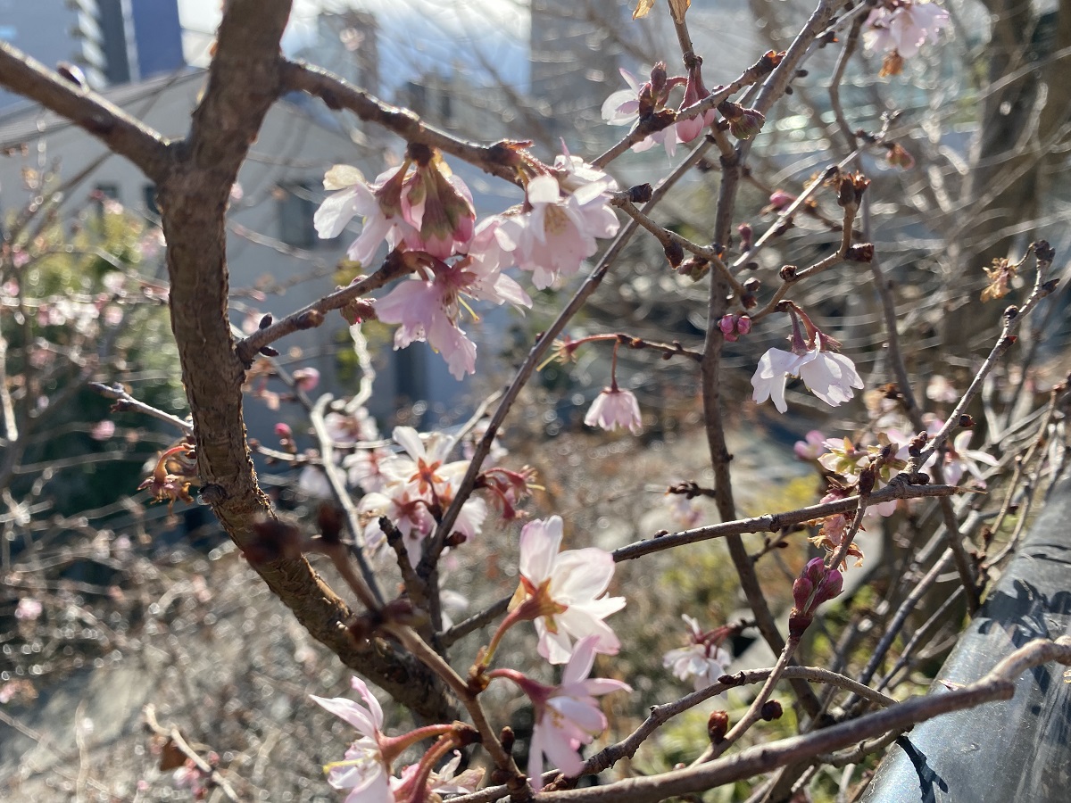 十月桜（氷川さくら公園）