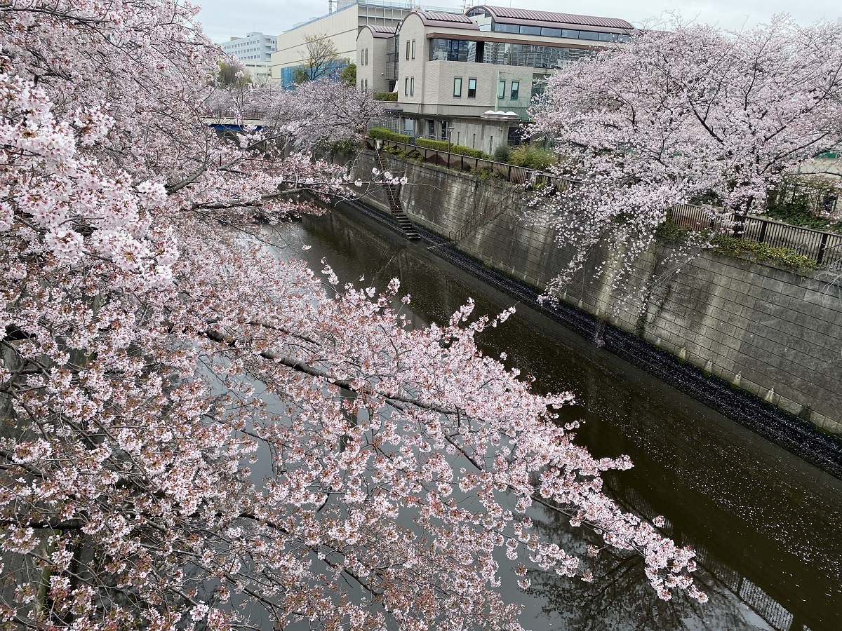 2022年の目黒川桜