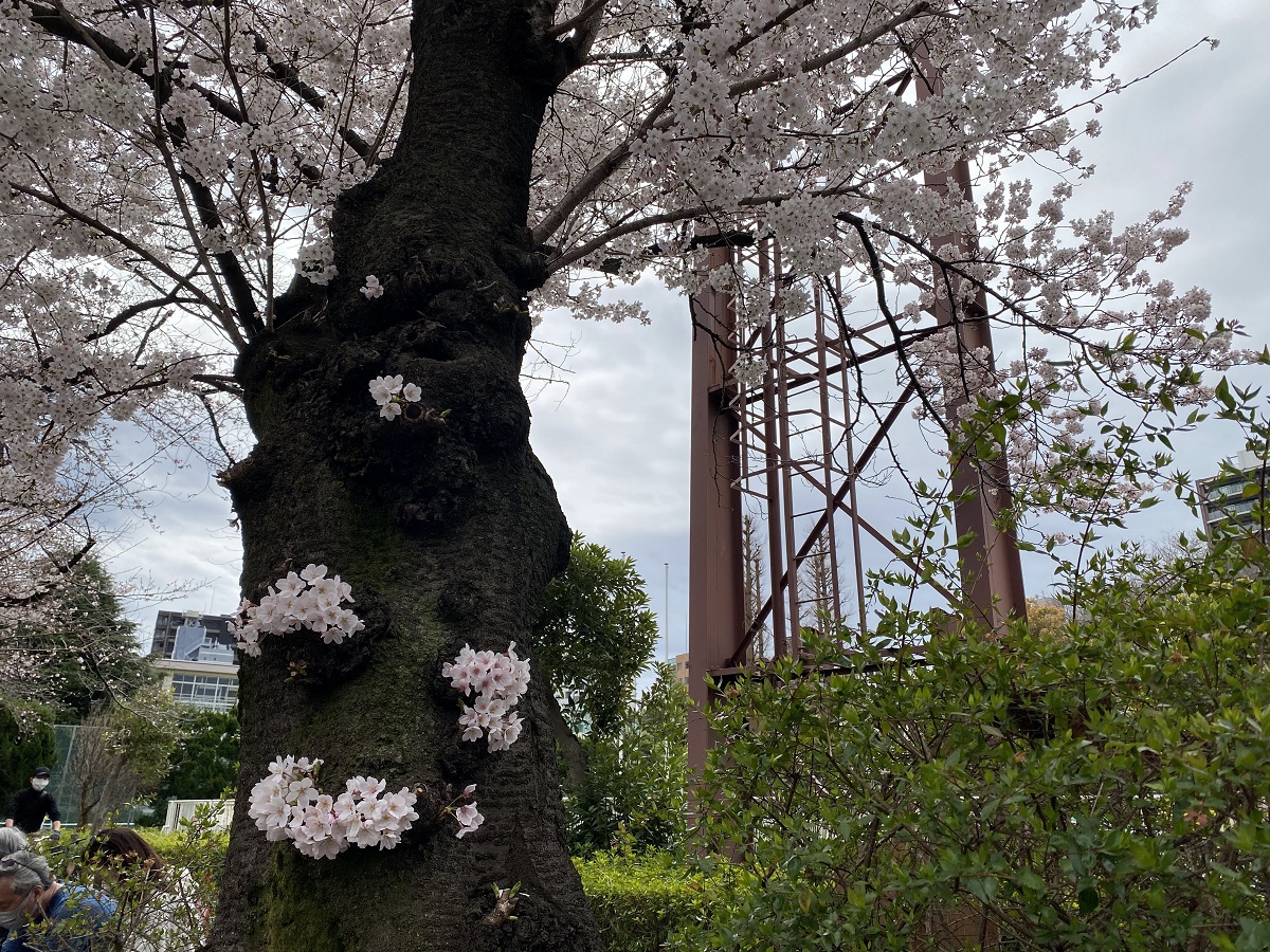 目黒区民センター近くの桜