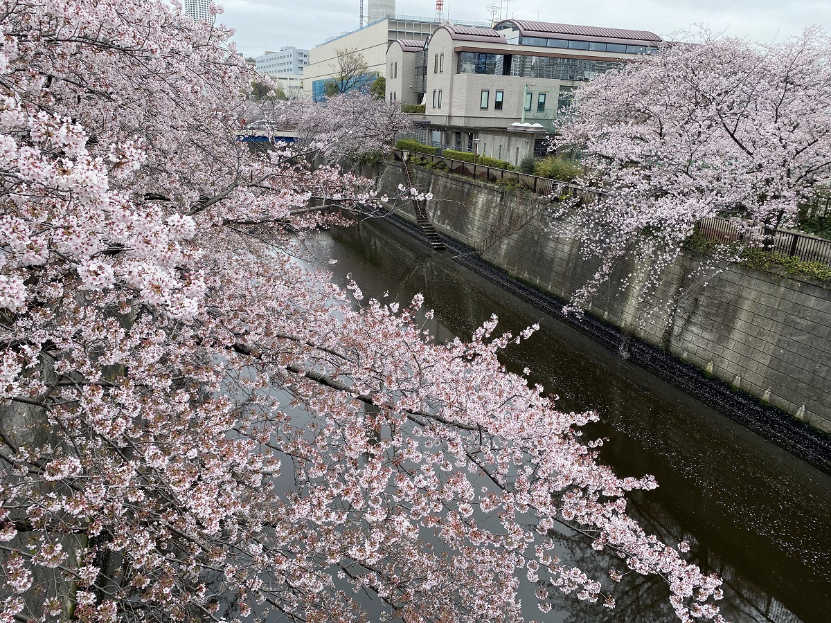 2022年目黒川の桜