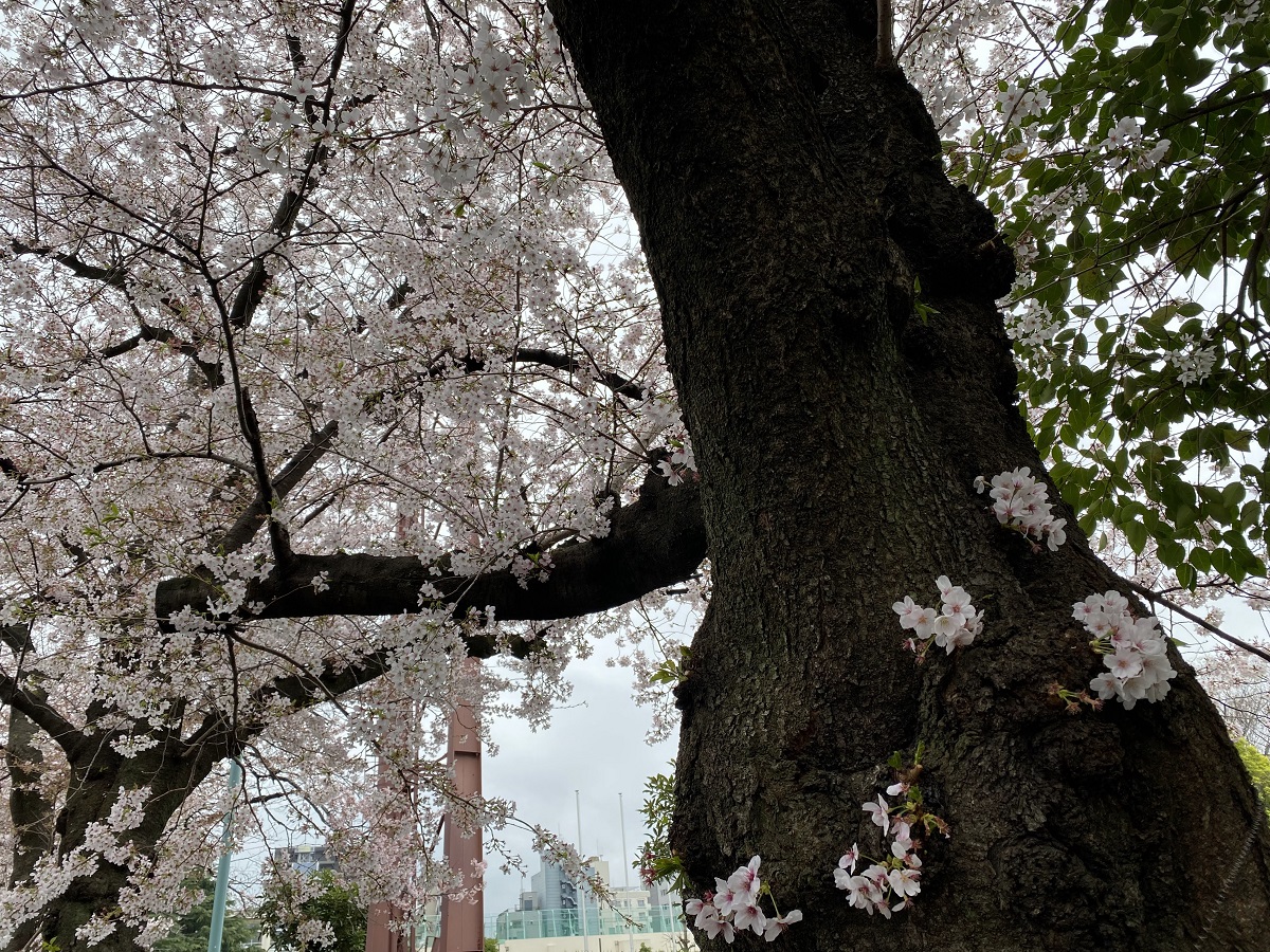 目黒区民センター周辺の桜