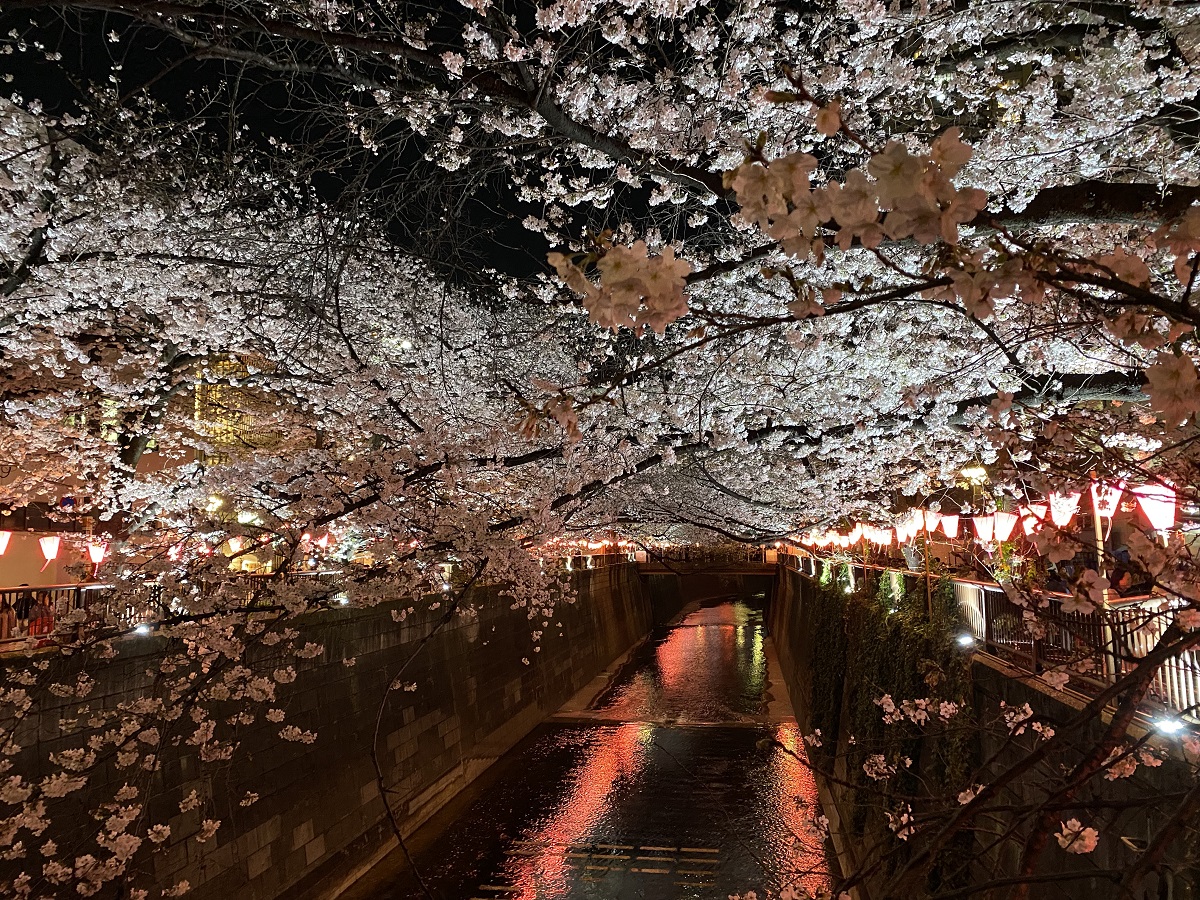 目黒川夜桜ライトアップ2023