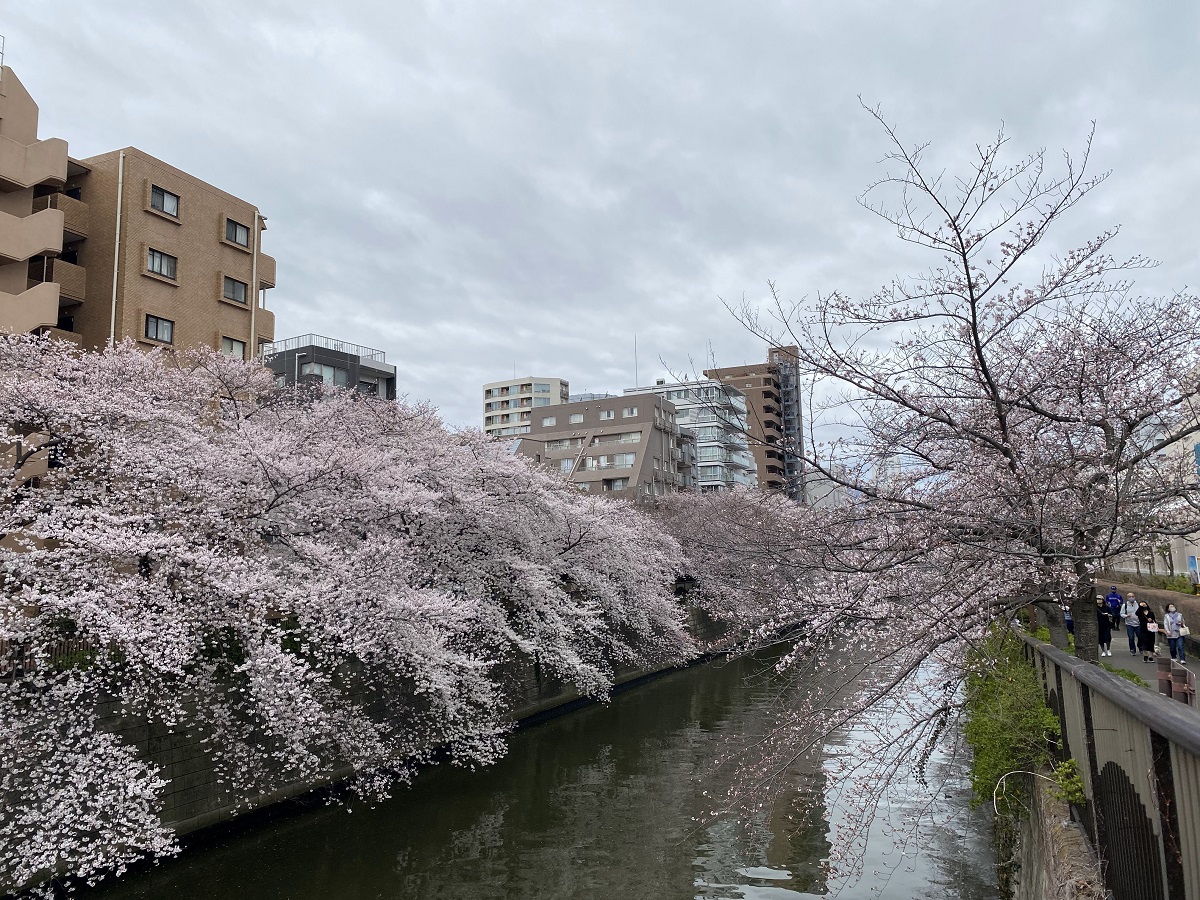 田道橋周辺の桜並木