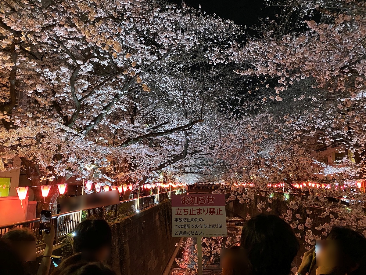皀橋付近の桜はほぼ満開