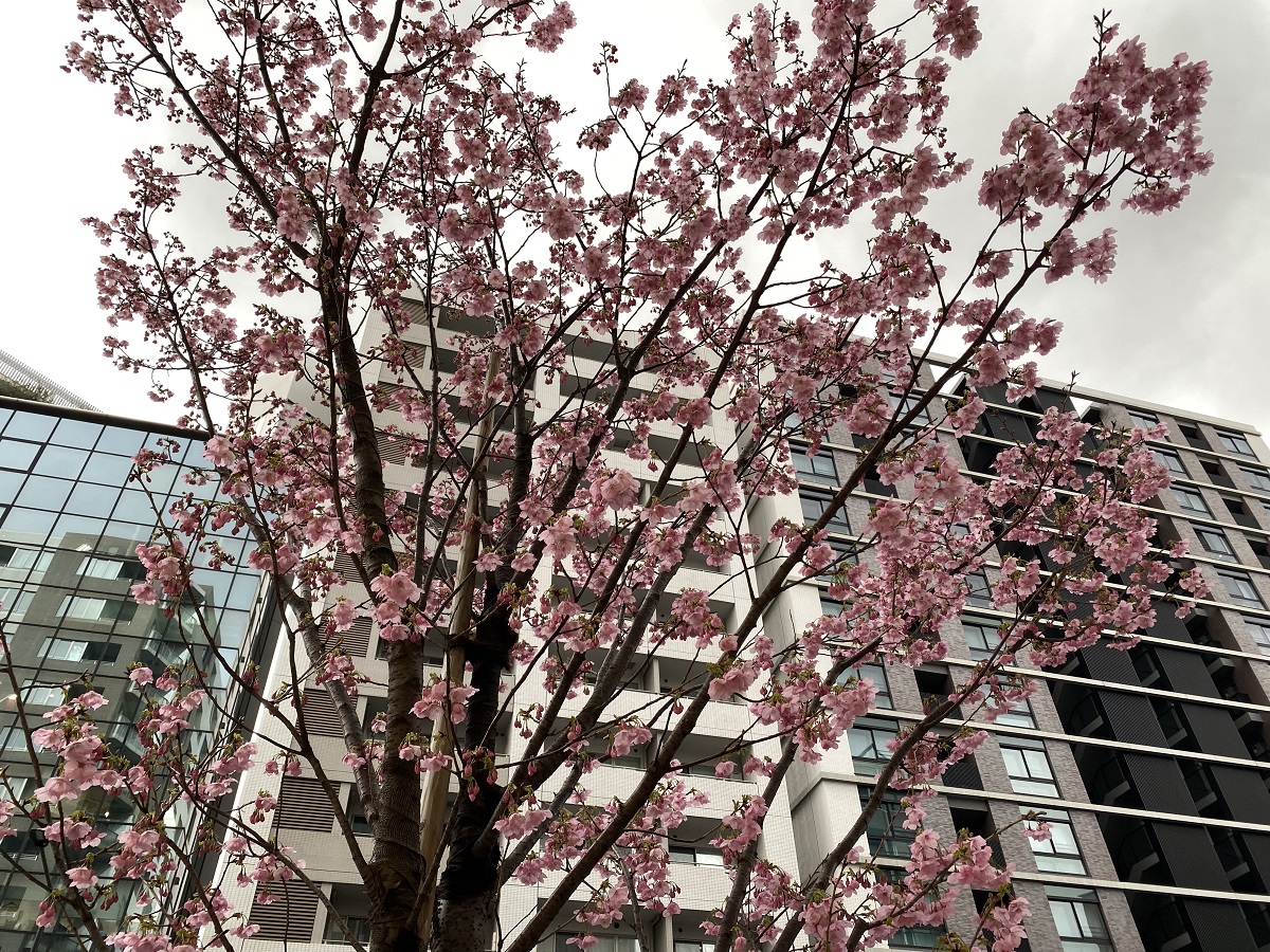 3月14日（月）山手通りの桜は満開