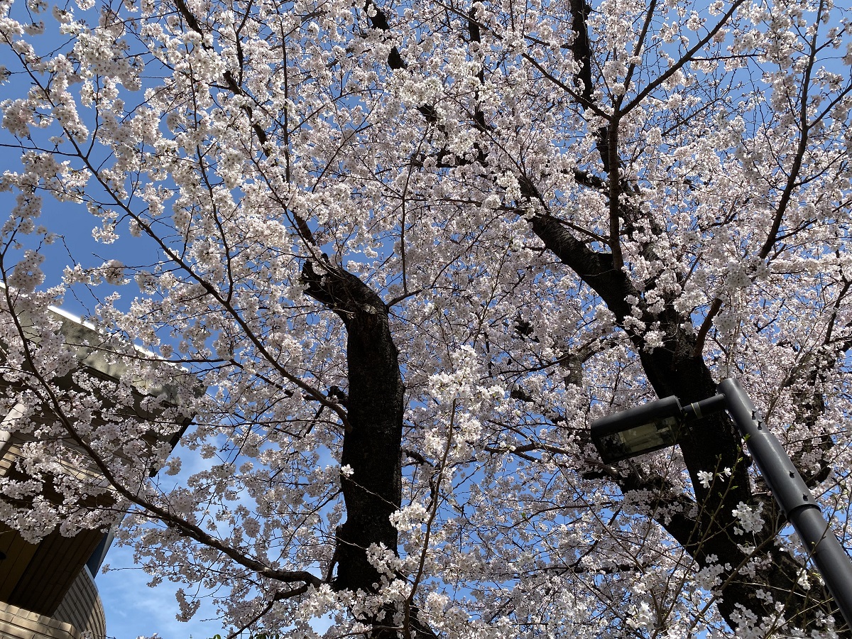 目黒川の桜開花はもう目の前