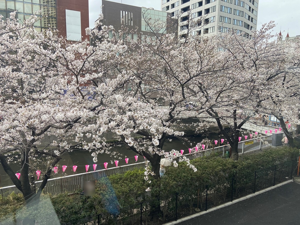 ホテル雅叙園東京周辺の桜