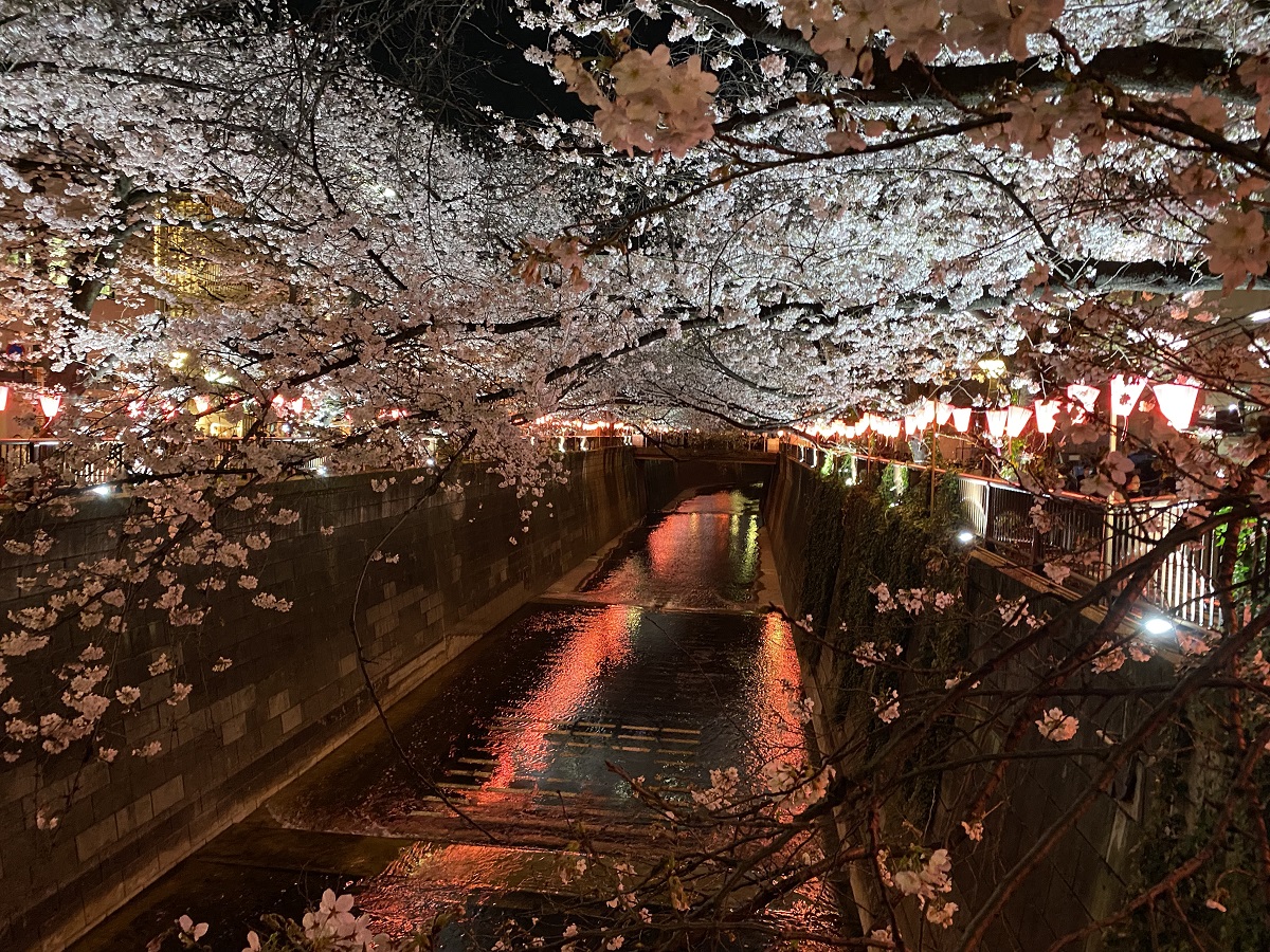 中目黒の夜桜は美しい