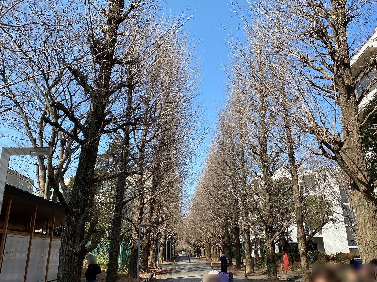 東京大学駒場キャンパスを東西に結ぶイチョウ並木
