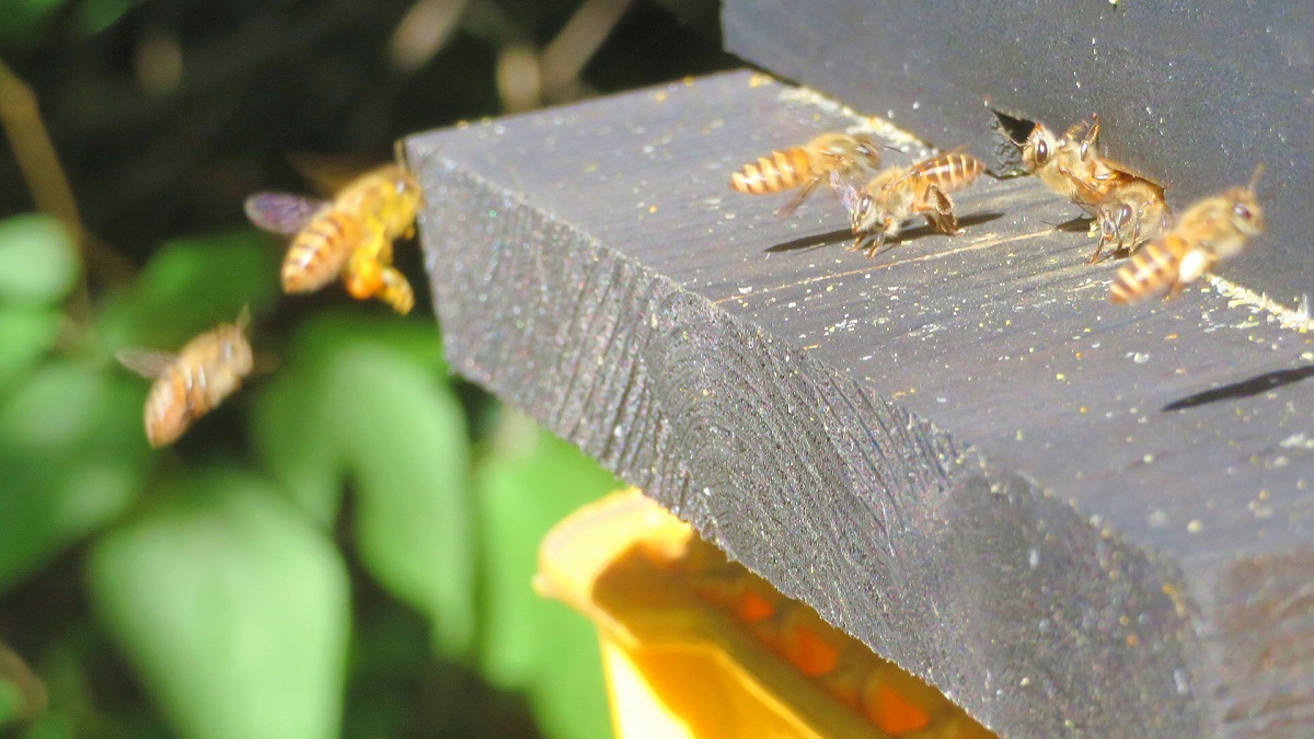 養蜂のイメージ
