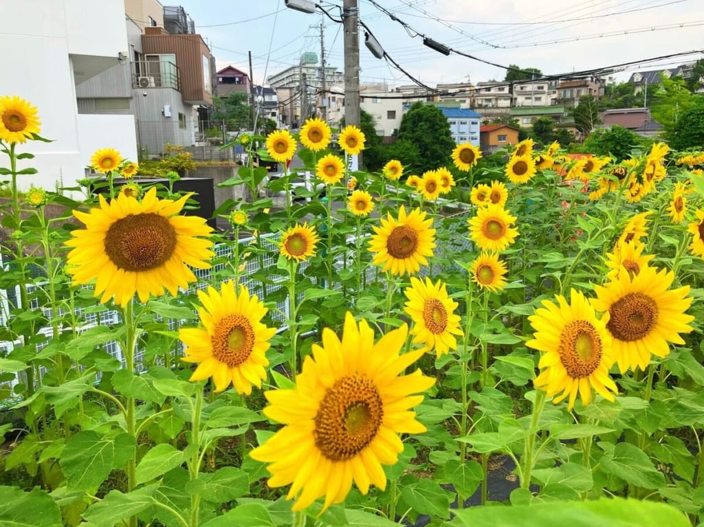 シェア畑のひまわりプロジェクト