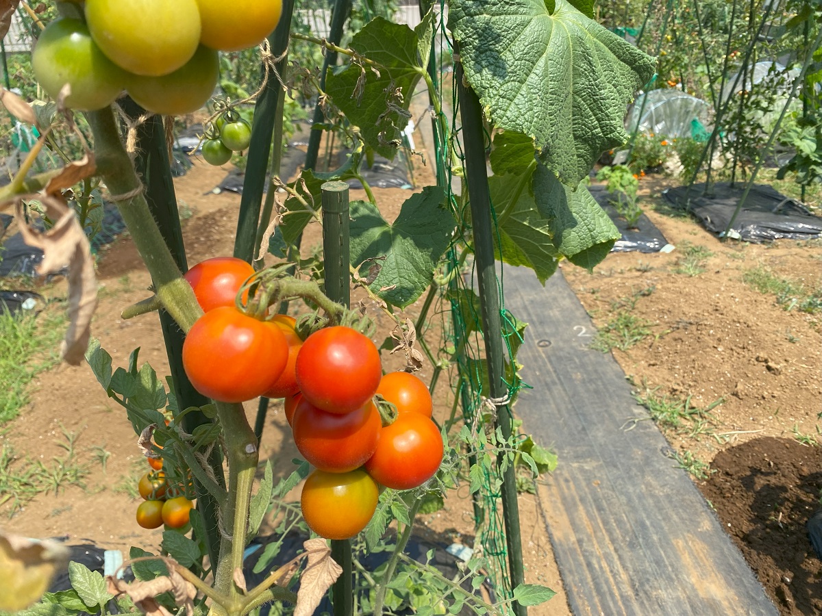 ミニトマトを栽培