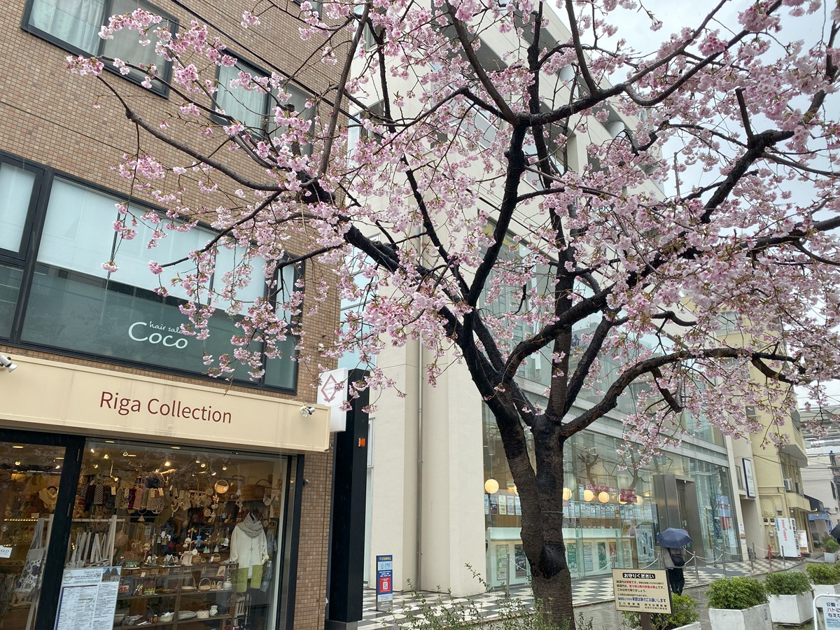 九品仏緑道沿いの桜が咲いてた