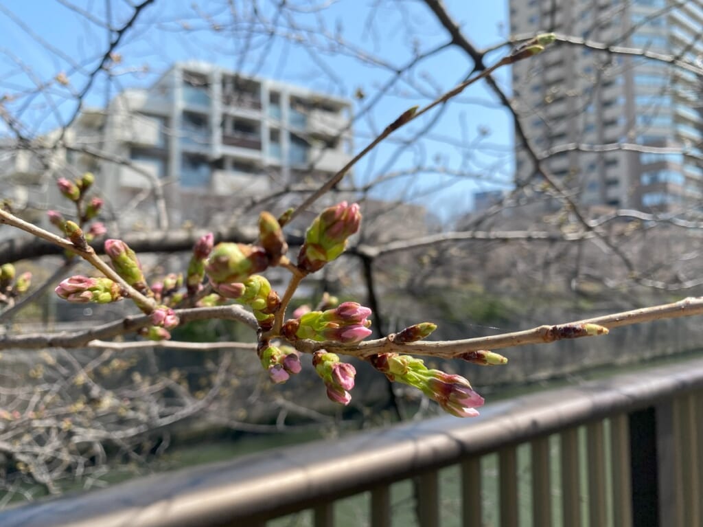 目黒川の桜は1～2割ぐらい開花というところ