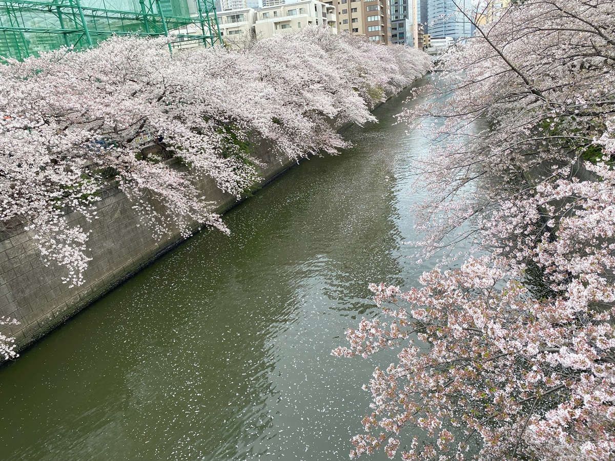 目黒川の桜（2023年3月31日撮影）
