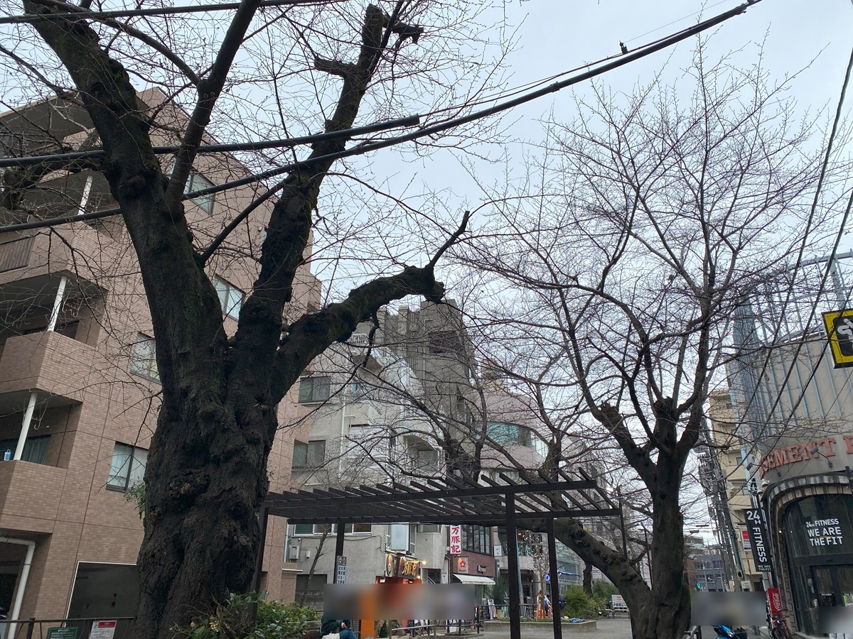 都立大学駅近くの桜