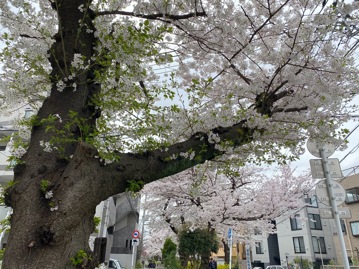 呑川沿いの桜はほぼ満開