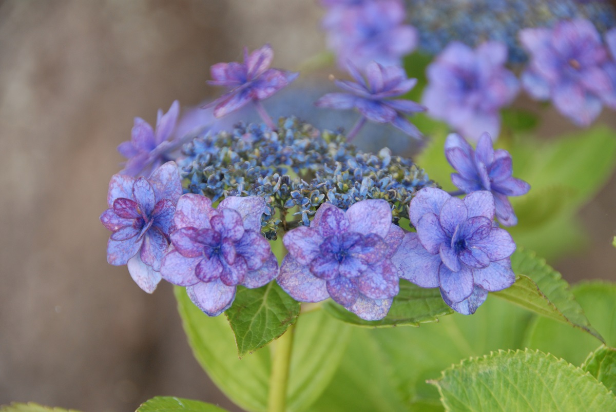 長谷寺から贈呈される紫陽花「かまくら」