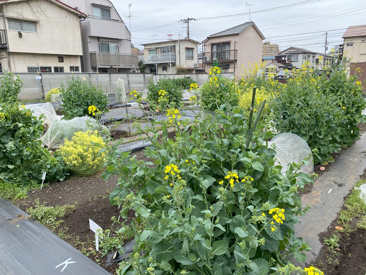 シェア畑目黒本町で開催される農園見学＆体験会概要