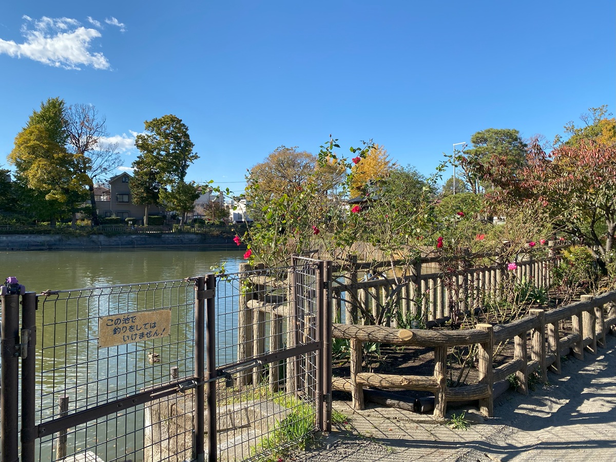 美しいバラ園もある碑文谷公園