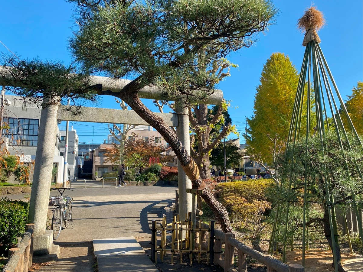 神社手前の松の木の冬の風物詩「雪つり」