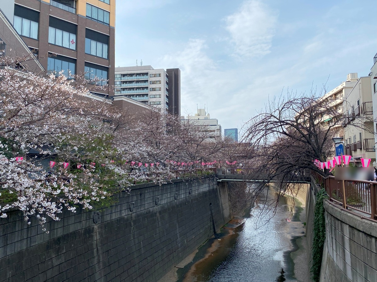 目黒川のお花見2024の話題