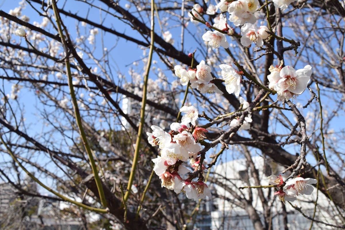 目黒天空庭園の桜