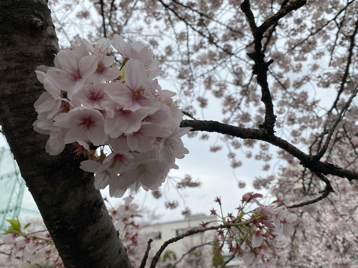 目黒川　田道公園近くの桜