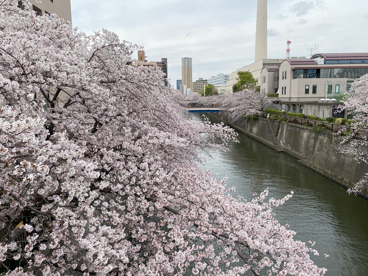 田道広場公園方面を臨む目黒川の桜