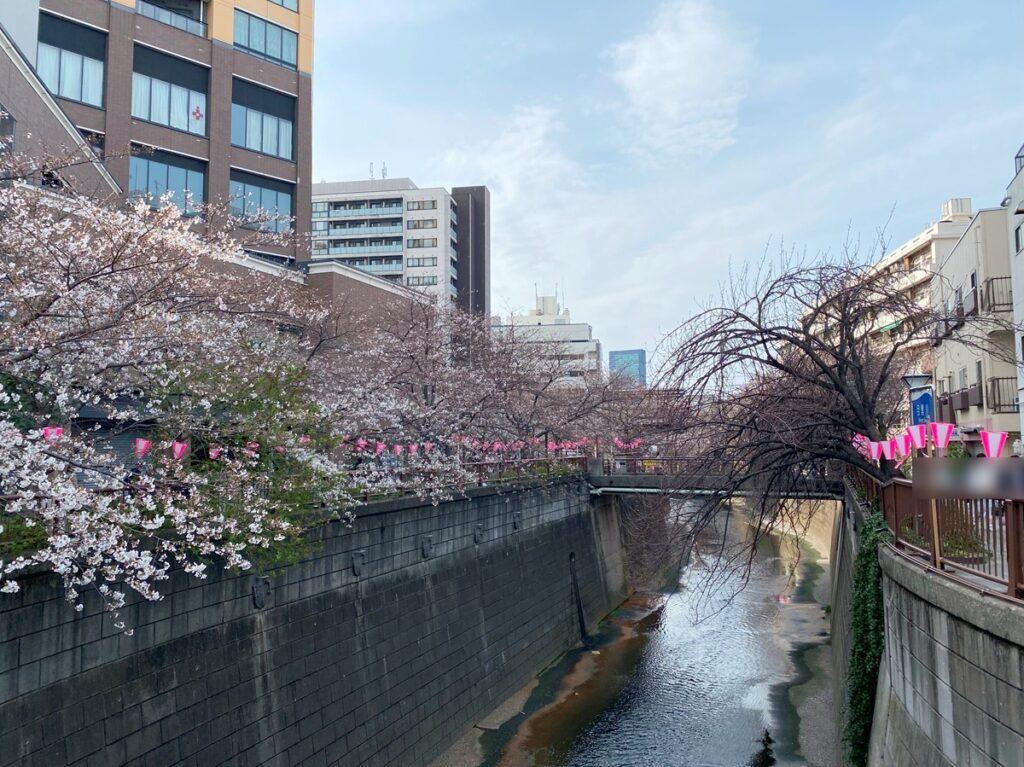 目黒川の桜2024年撮影