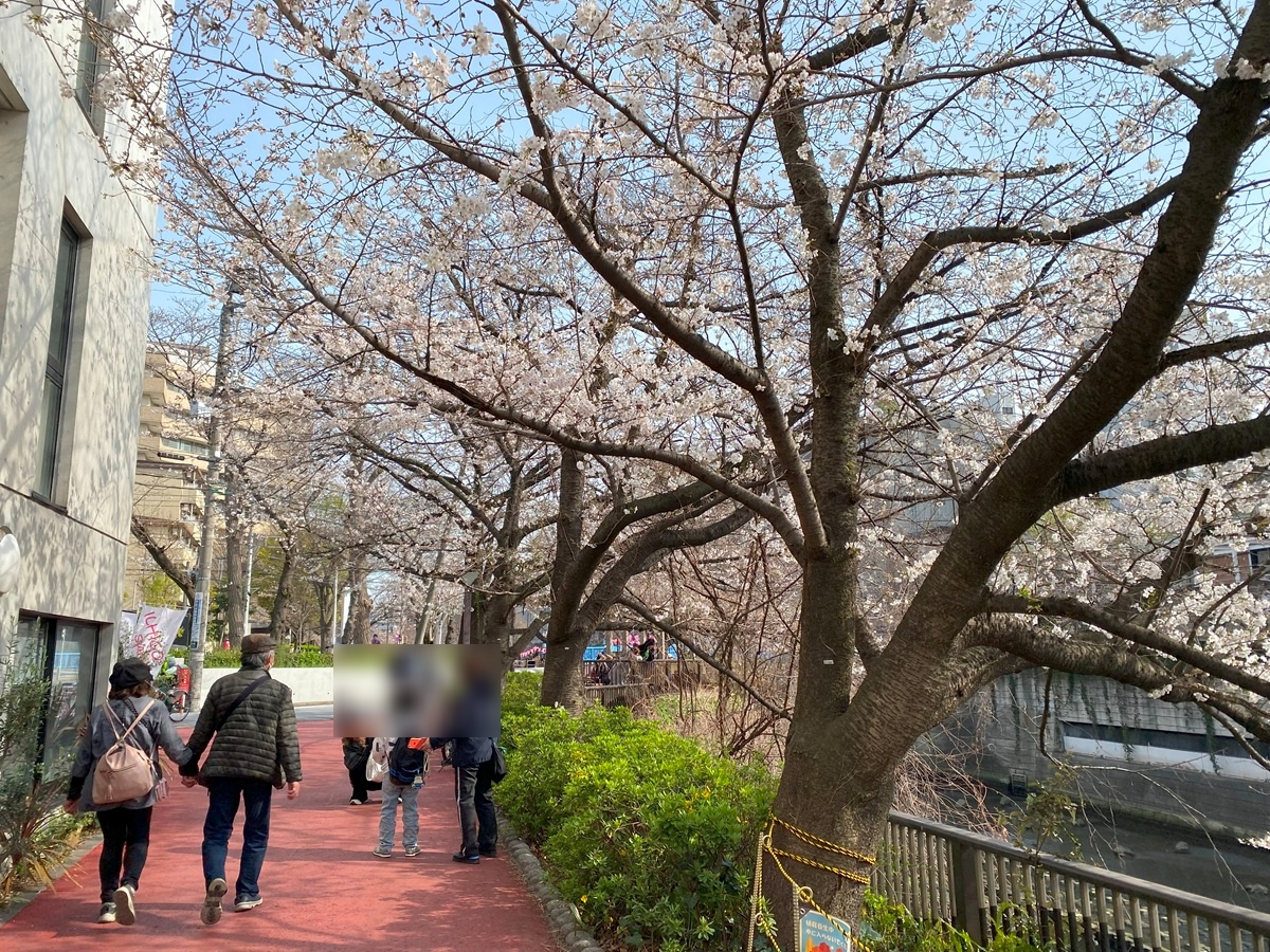 目黒地区センター付近の桜