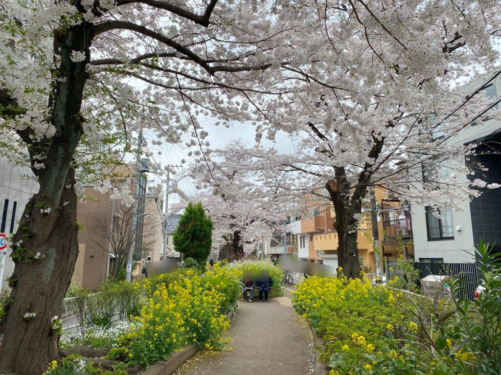 都立大学駅前から続く呑川コースの桜