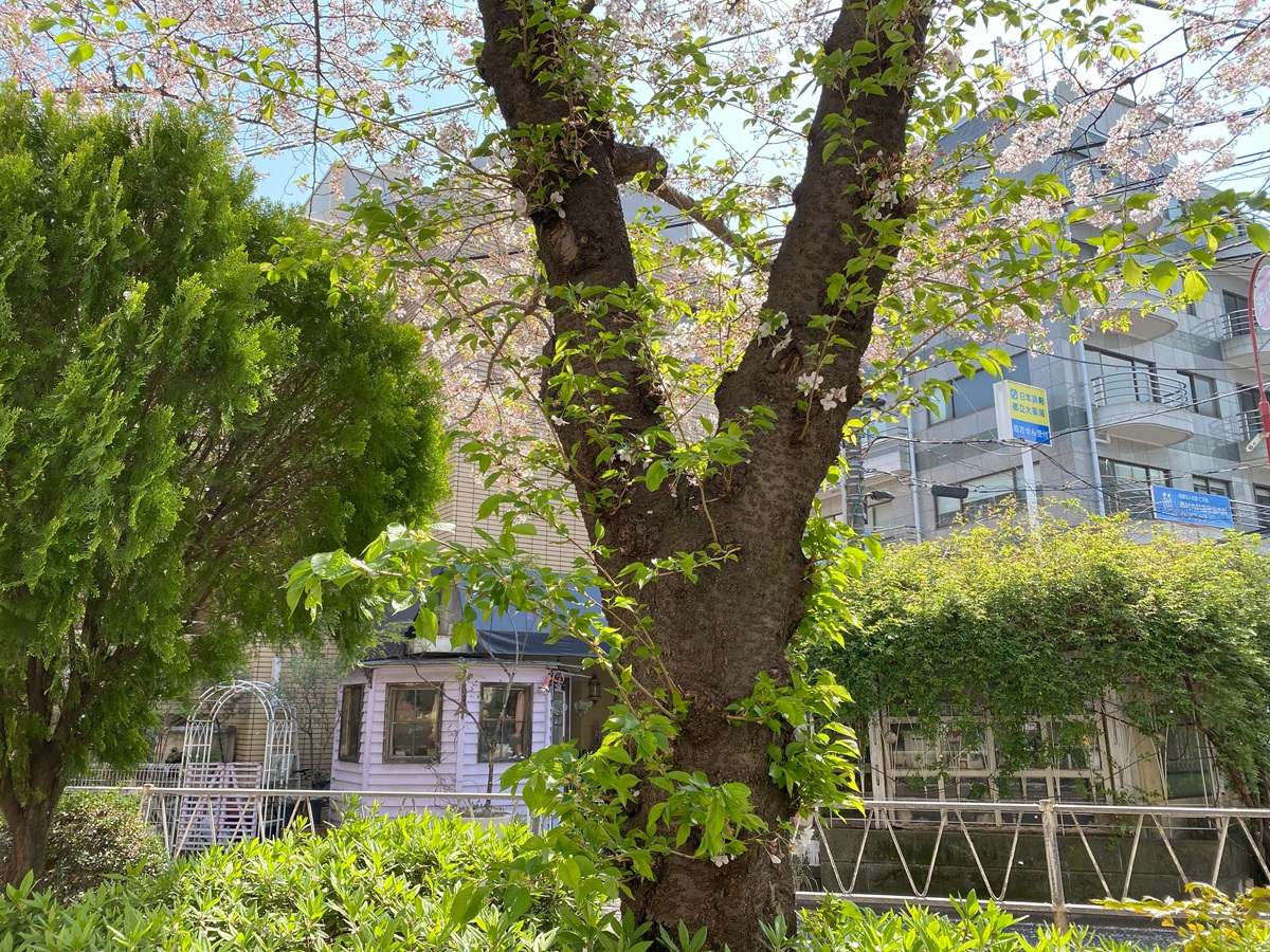 呑川本流緑道