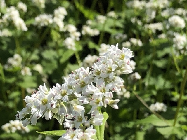そばの花