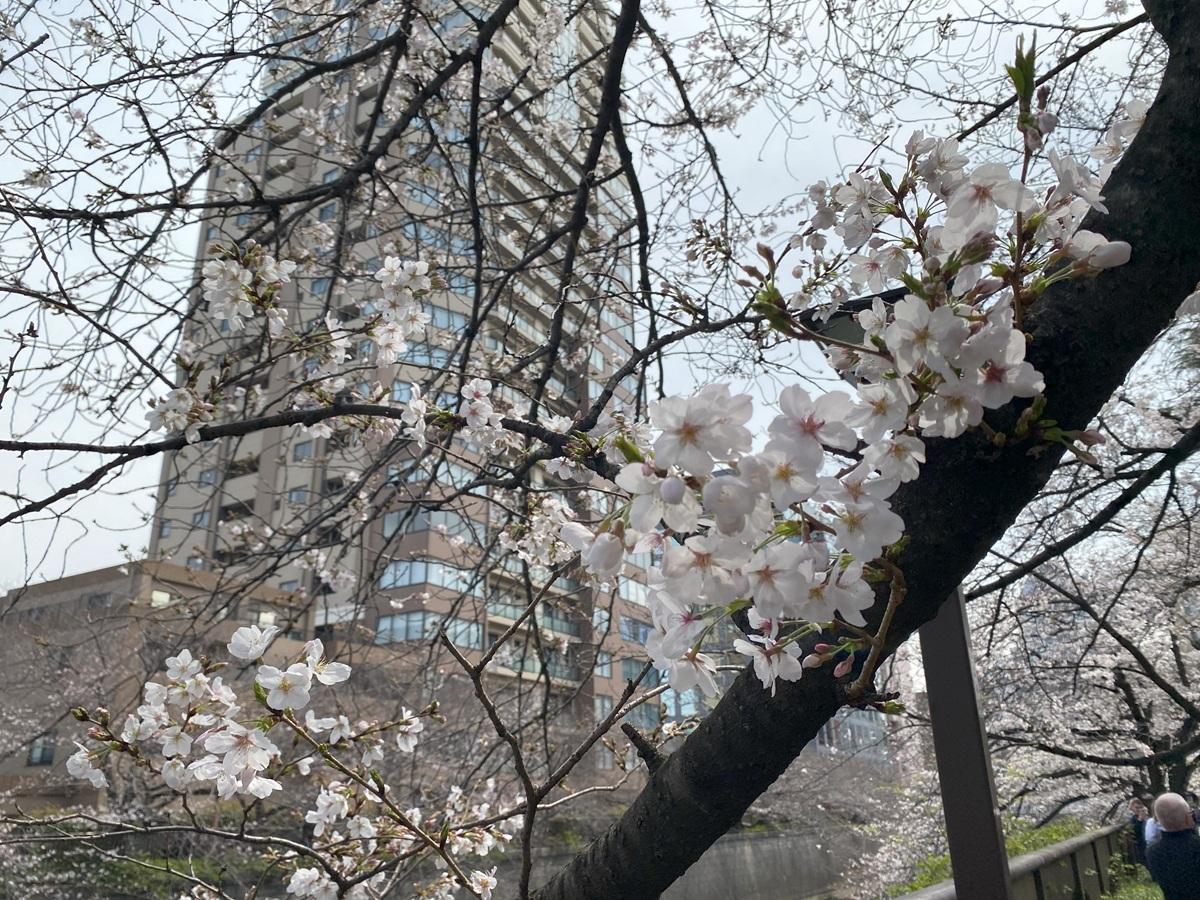 目黒新橋付近の桜