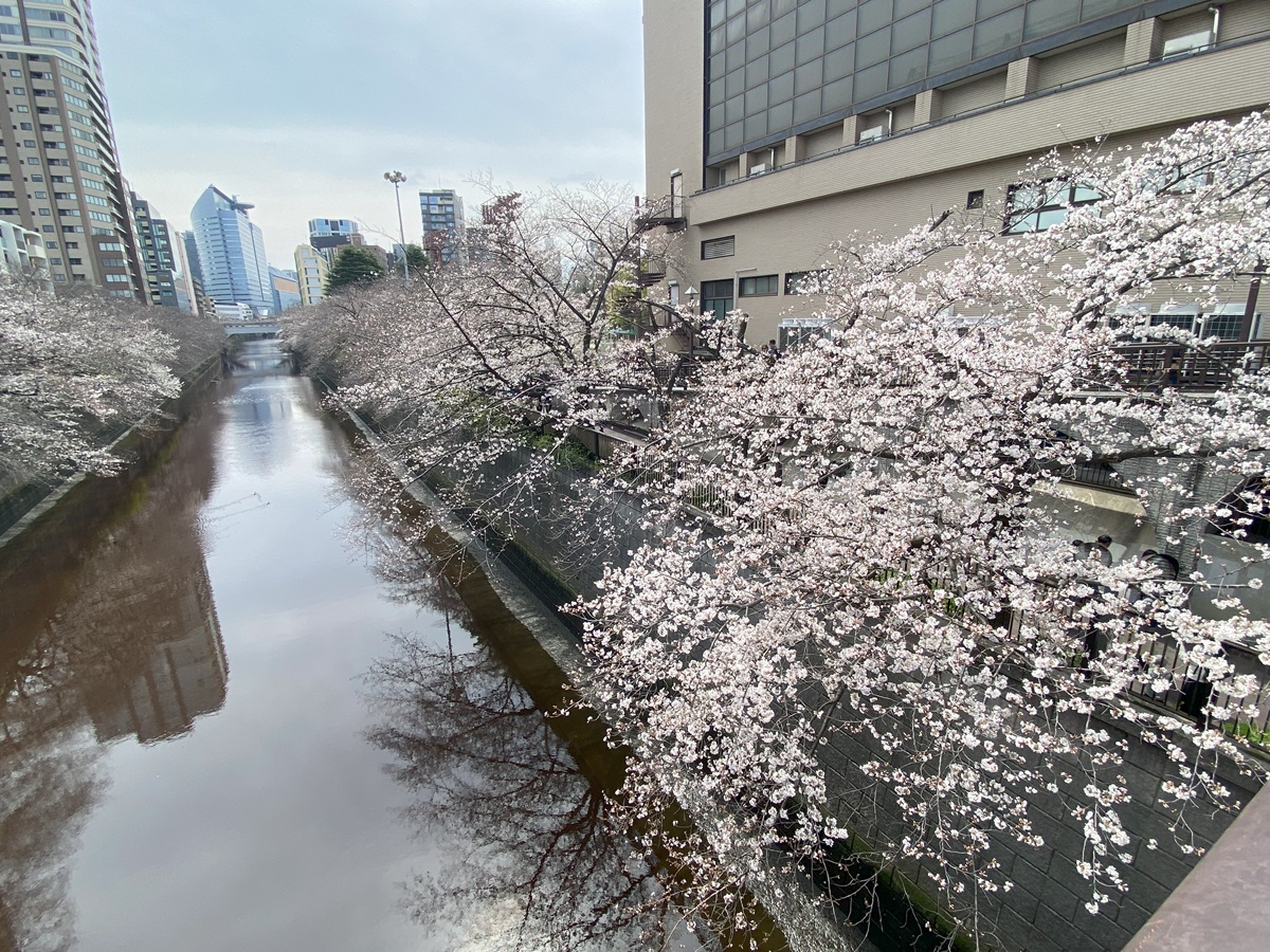 目黒川の桜、保全活動