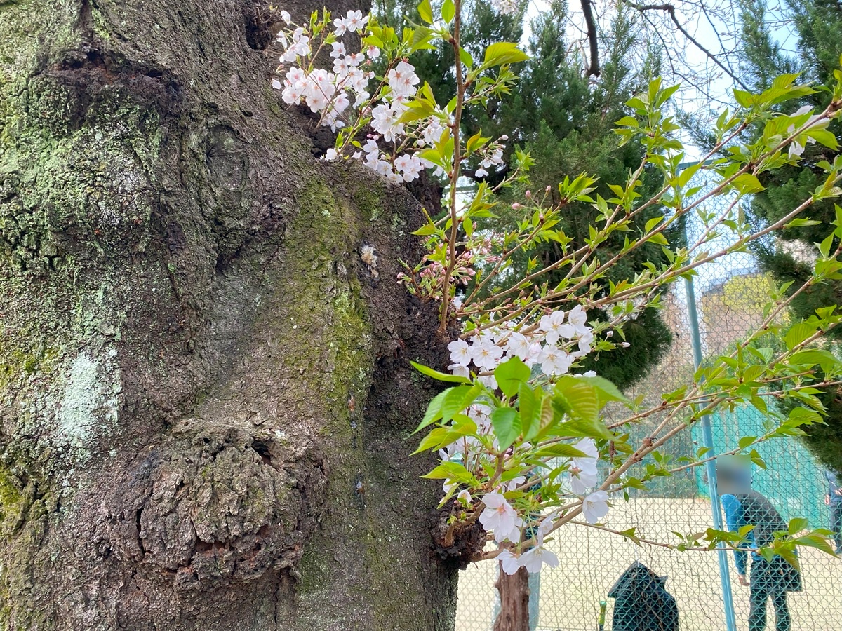 桜の性質を知ろう