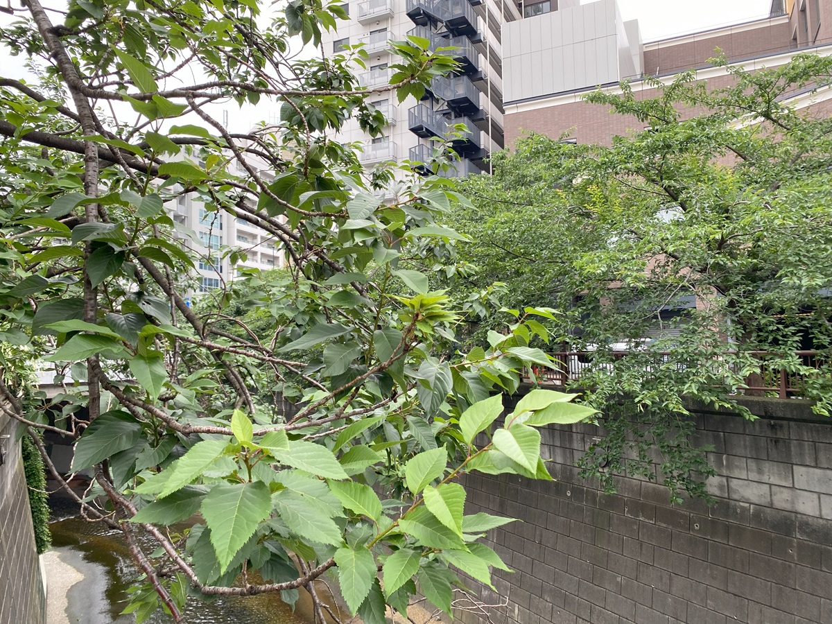 新緑も紅葉も美しい目黒川の桜
