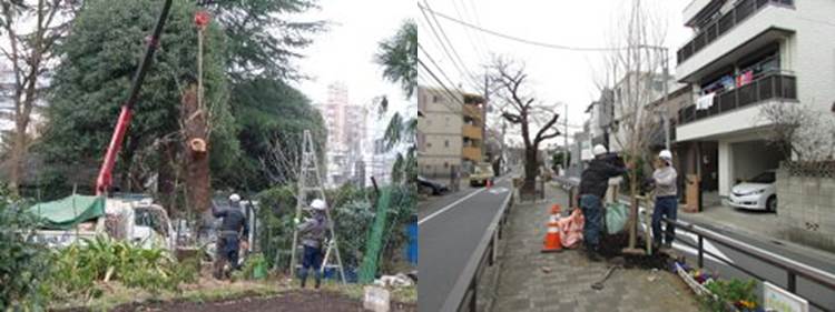 桜の伐採、植え替え作業