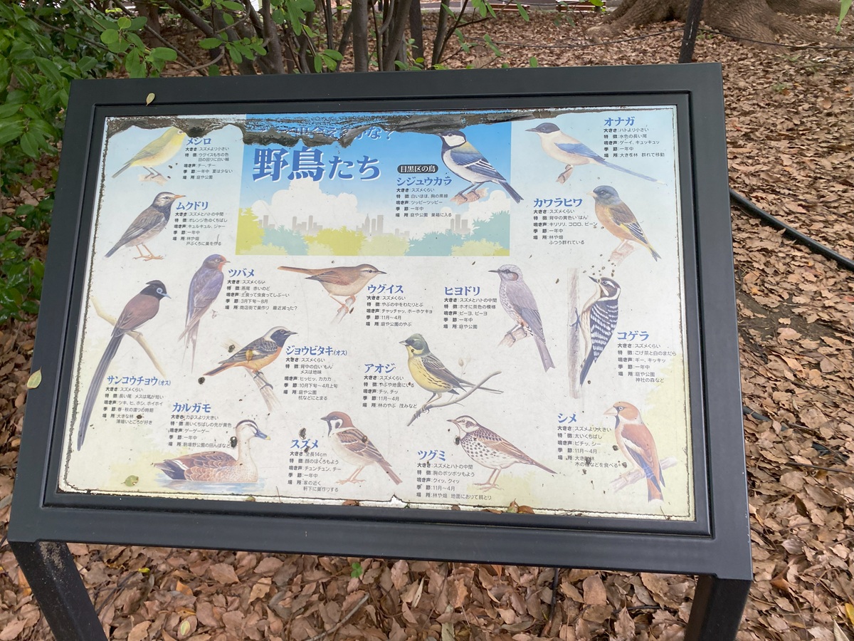公園に訪れる野鳥たち