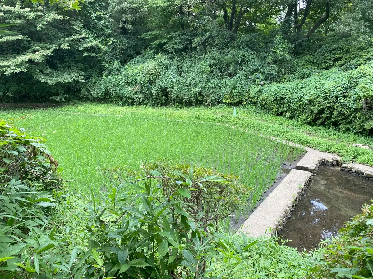 農学発祥の地「ケルネル田んぼ」