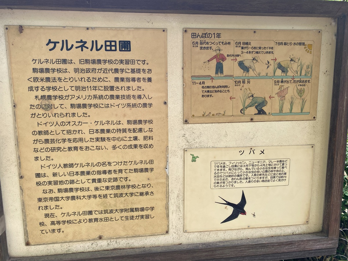 ケルネル田圃は筑波大学付属駒場中学・高校の生徒たちが管理