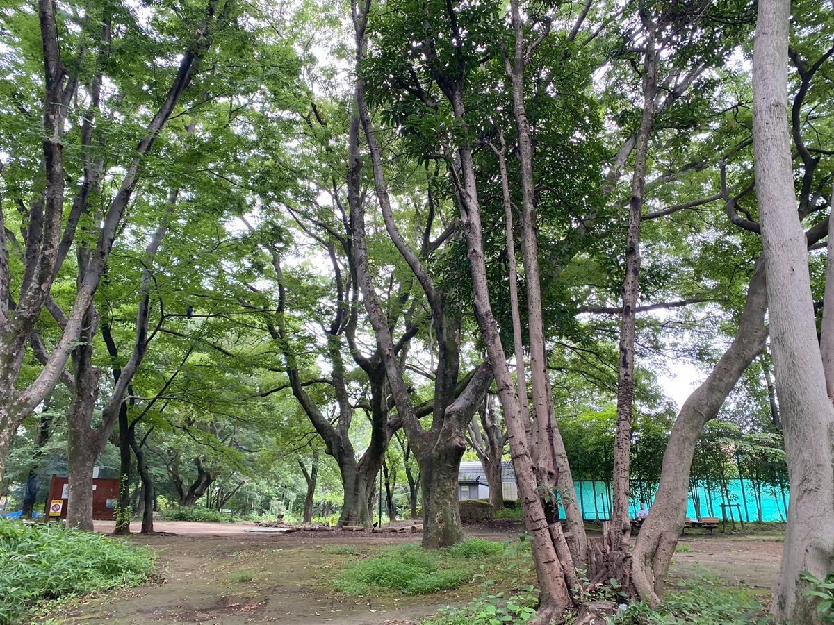 駒場公園・テニスコート