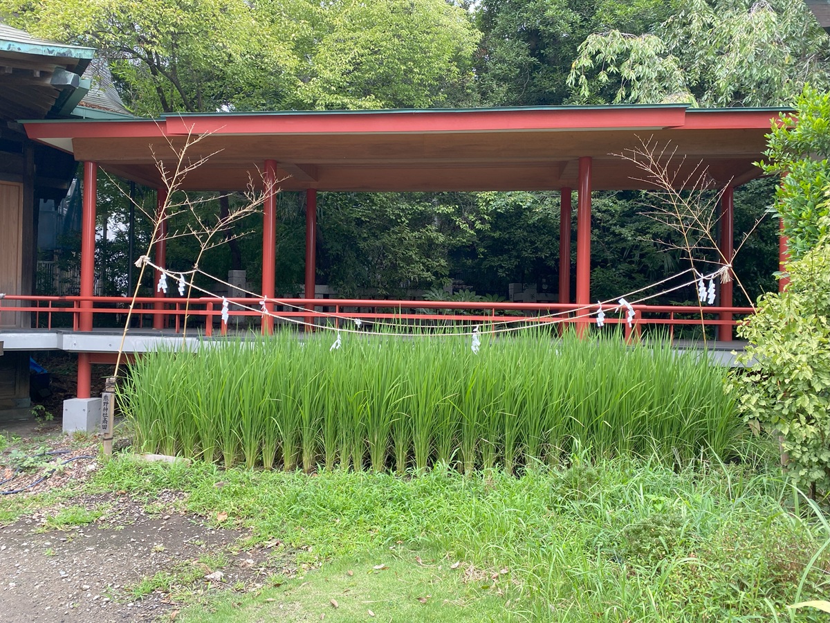 熊野神社の御斎田